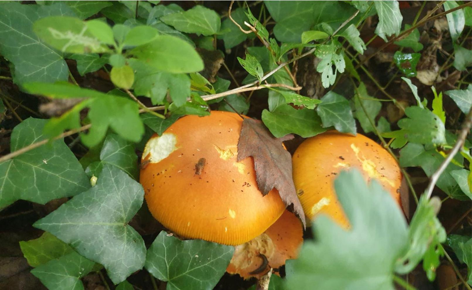 Seuls En Pleine Nature - Gite La Cote Blanche Puygaillard-de-Quercy エクステリア 写真