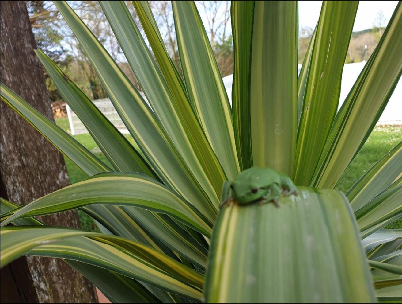Seuls En Pleine Nature - Gite La Cote Blanche Puygaillard-de-Quercy エクステリア 写真